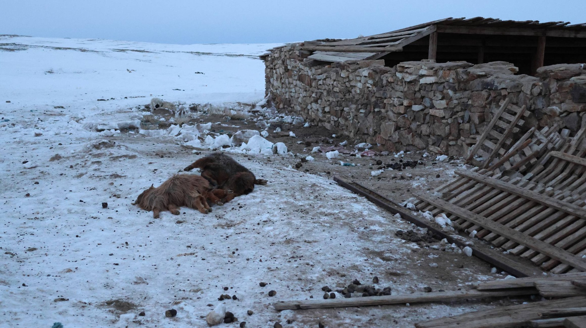 Өвөрхангай аймгийн зарим суманд өвс, тэжээлийн нөөц дуусжээ